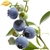 120 ml Blueberry Flavor (FJ)