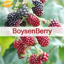 120 ml Boysenberry Flavor (FJ)
