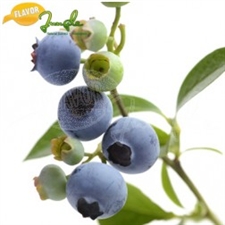 30 ml Blueberry Flavor (FJ)
