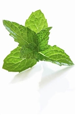 10 ml Eucalyptus with Mint Flavoring (IW)