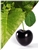 120 ml Tabacco Black Cherry Flavoring (IW)