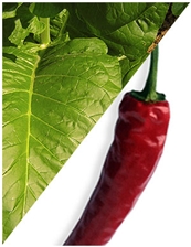 10 ml Tabacco Hot Spices Flavoring (IW)