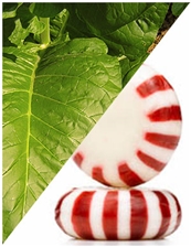 10 ml Tabacco Peppermint Flavoring (IW)