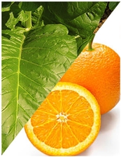120 ml Tabacco Orange Flavoring (IW)